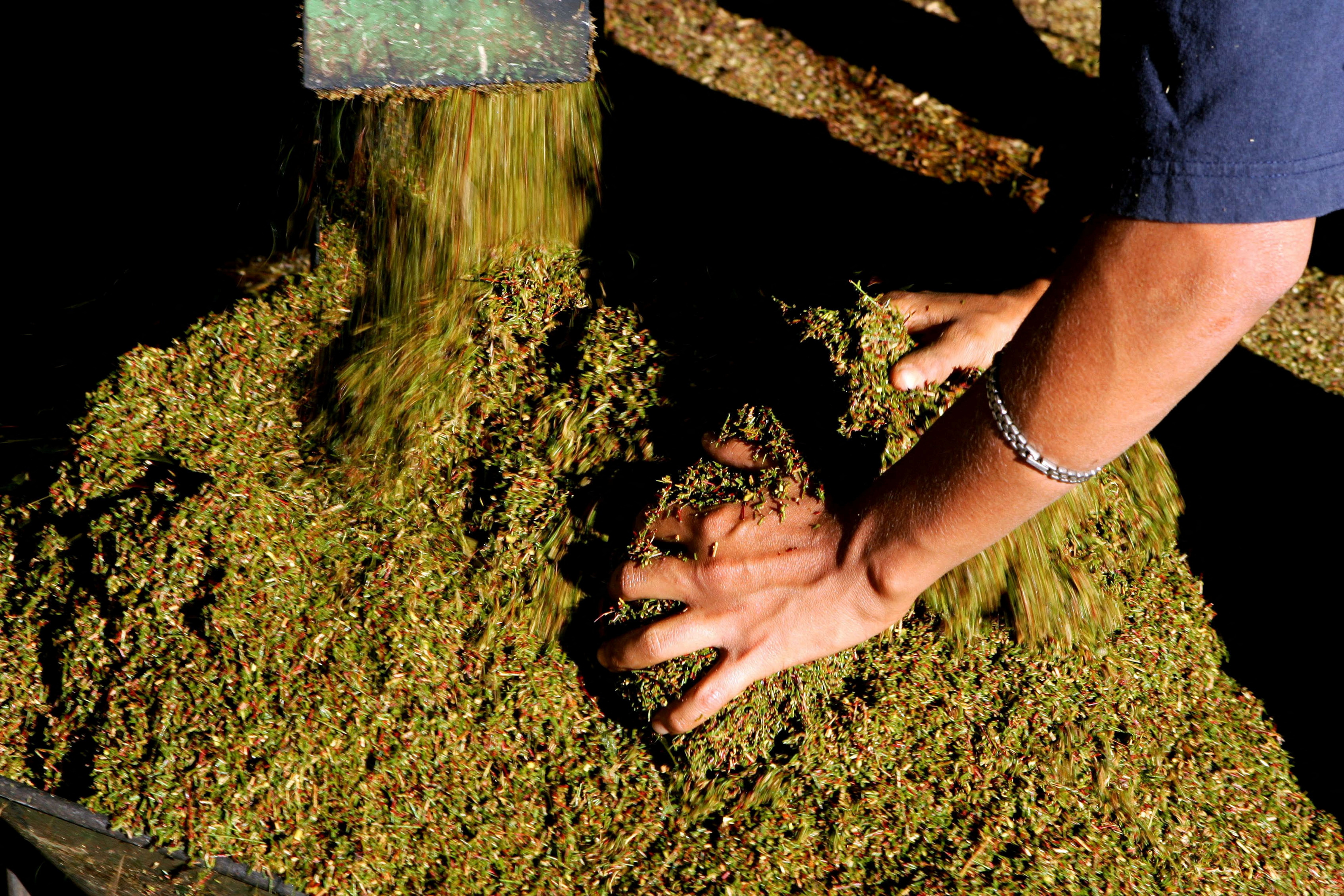 عامل مزرعة يمزج أكواما من شاي Rooibos الخام عند خروجه من دراس في..