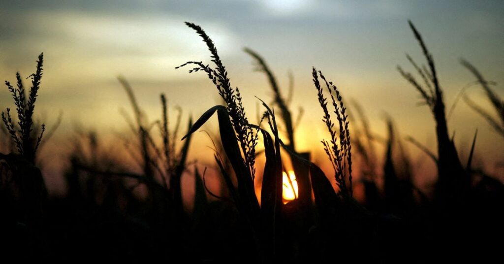 Corn plants are seen at sunset in a farm near Rafaela